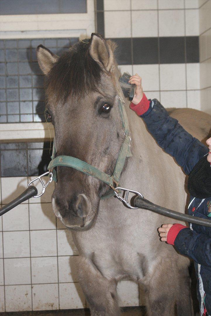 Anden særlig race CARAMBA billede 6