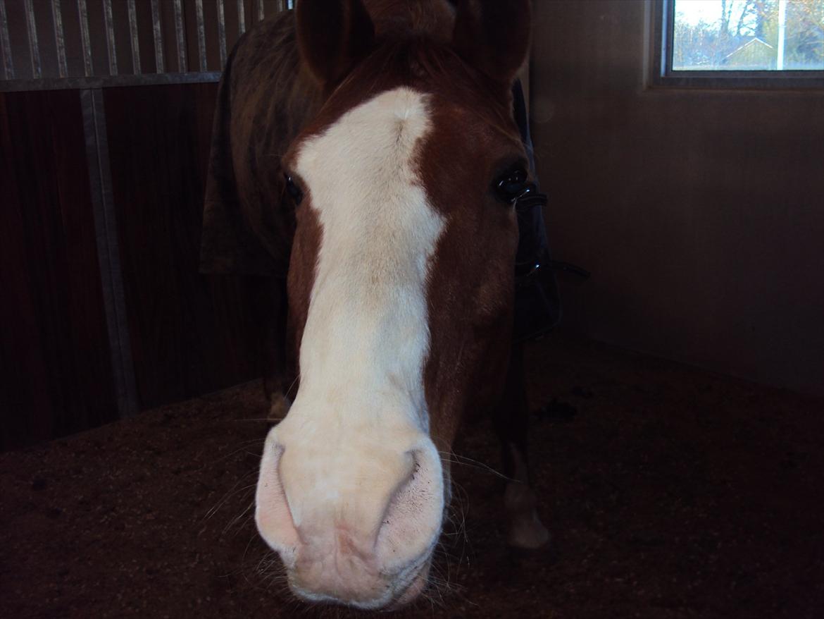 Arabisk fuldblod (OX) Lavina *DEN BEDSTE* billede 6