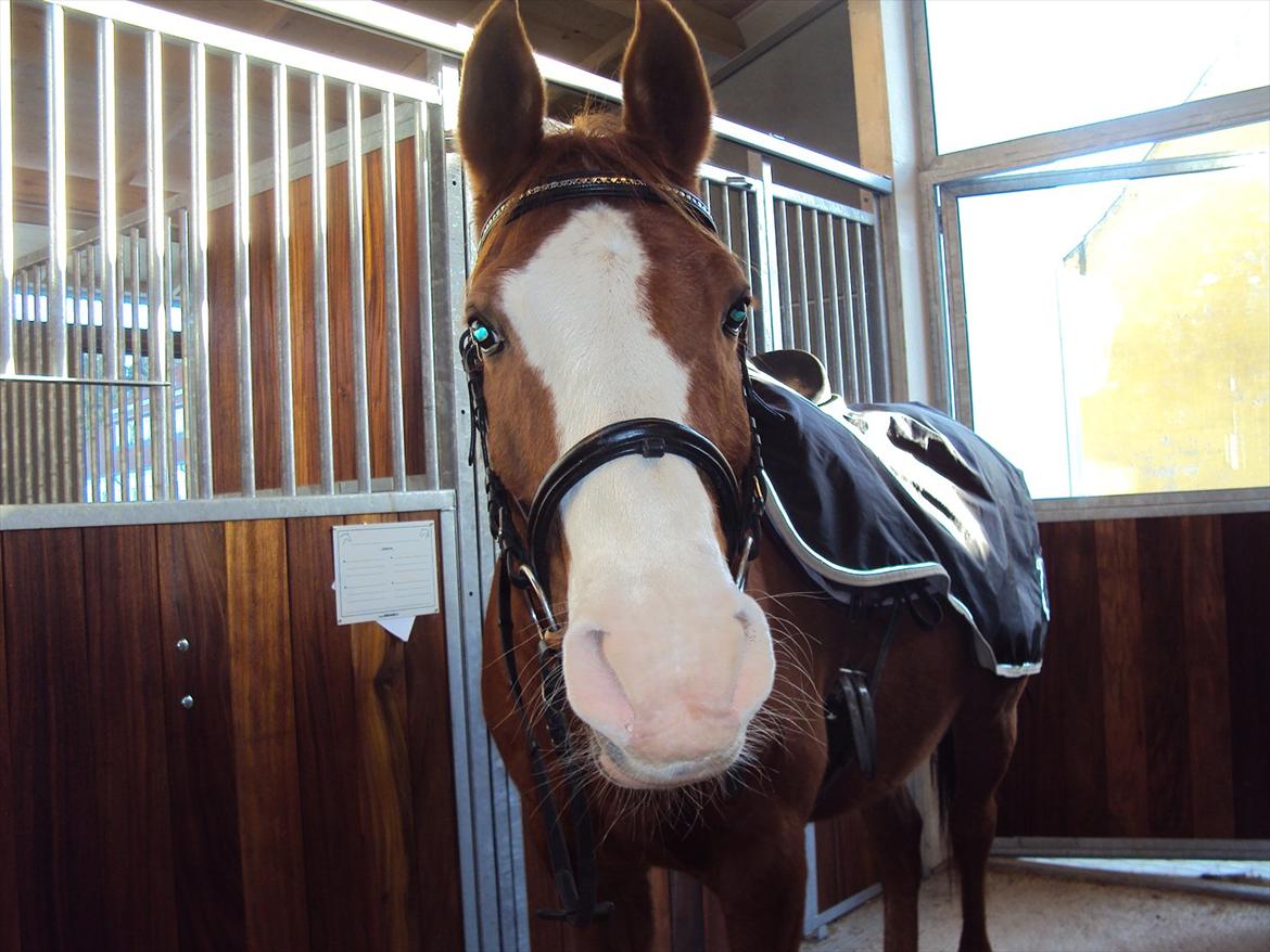 Arabisk fuldblod (OX) Lavina *DEN BEDSTE* billede 7