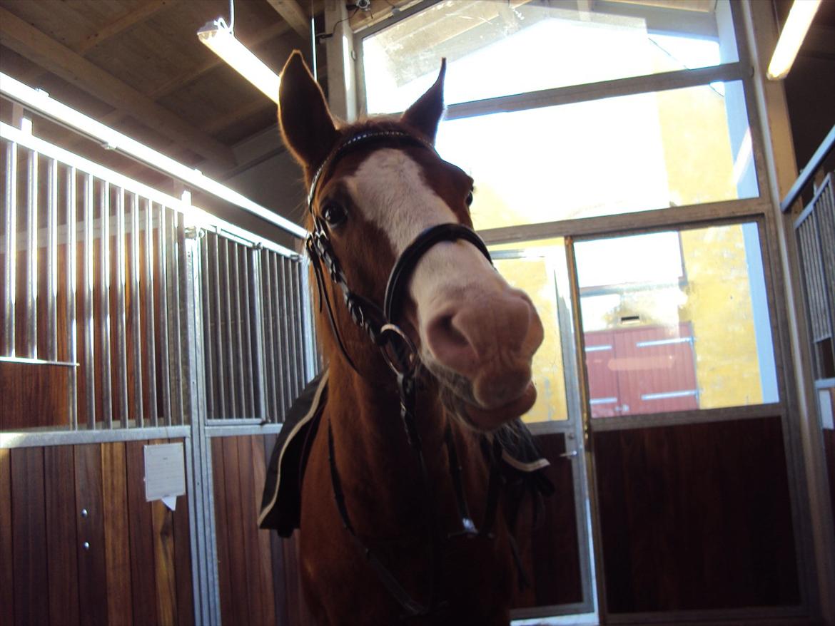 Arabisk fuldblod (OX) Lavina *DEN BEDSTE* billede 8