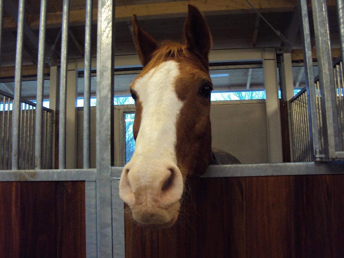 Arabisk fuldblod (OX) Lavina *DEN BEDSTE* billede 9