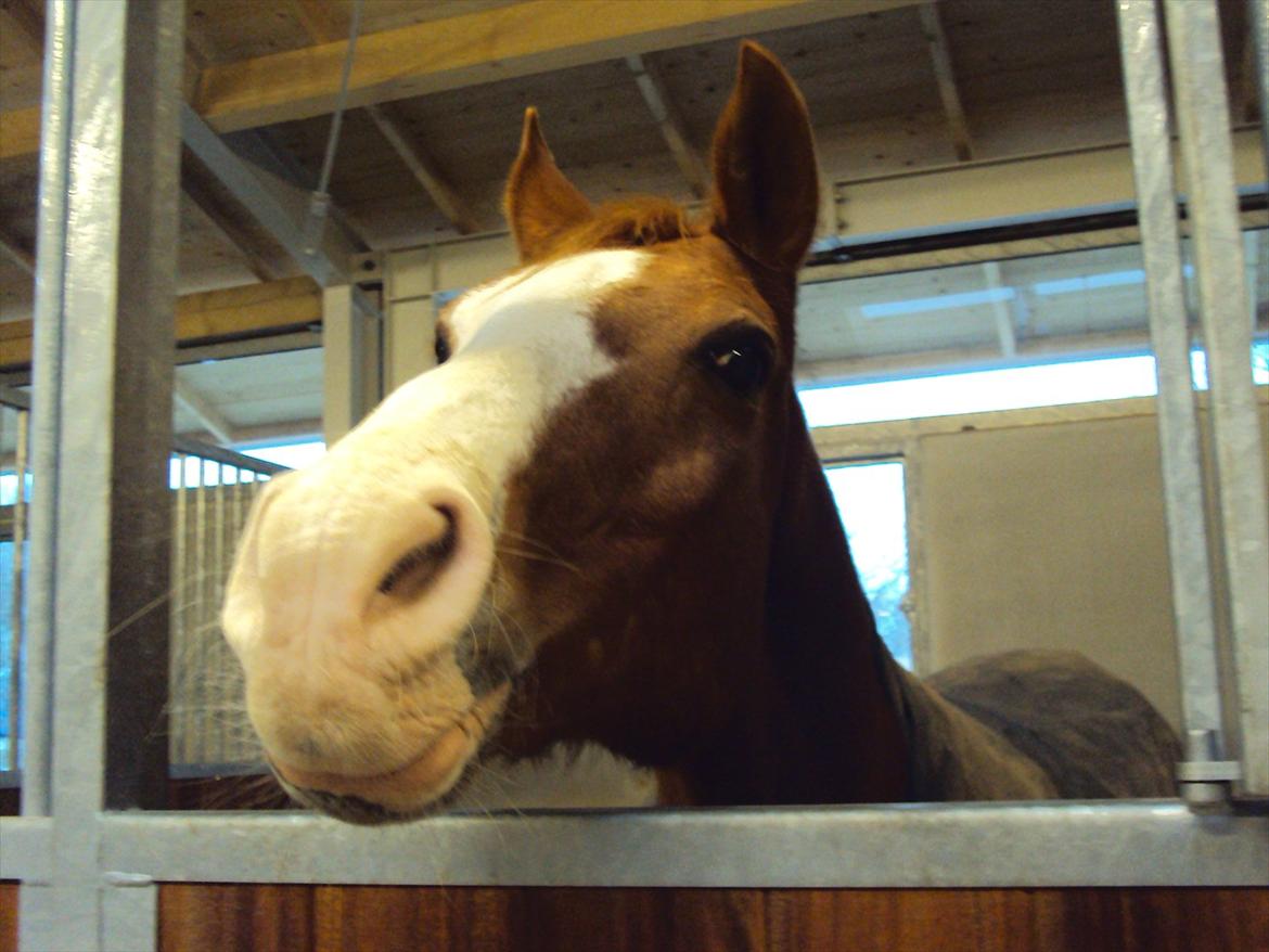 Arabisk fuldblod (OX) Lavina *DEN BEDSTE* billede 10