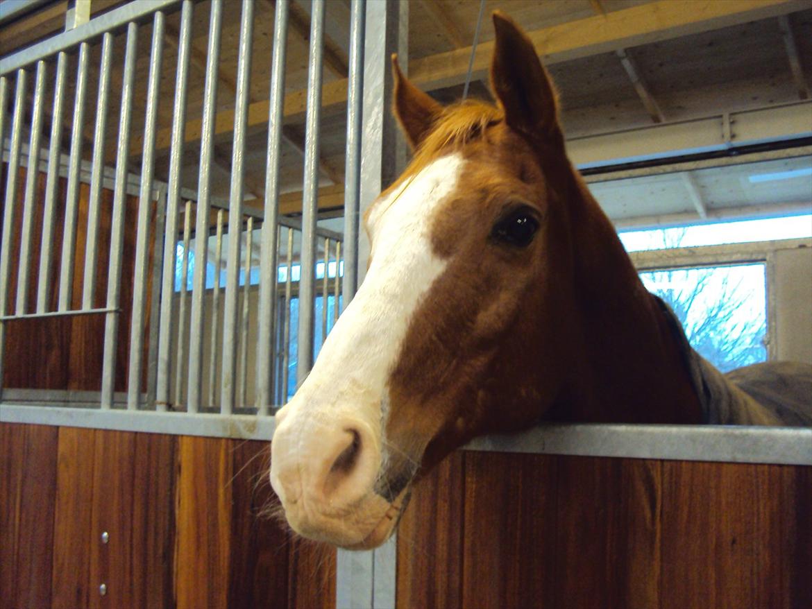 Arabisk fuldblod (OX) Lavina *DEN BEDSTE* billede 11