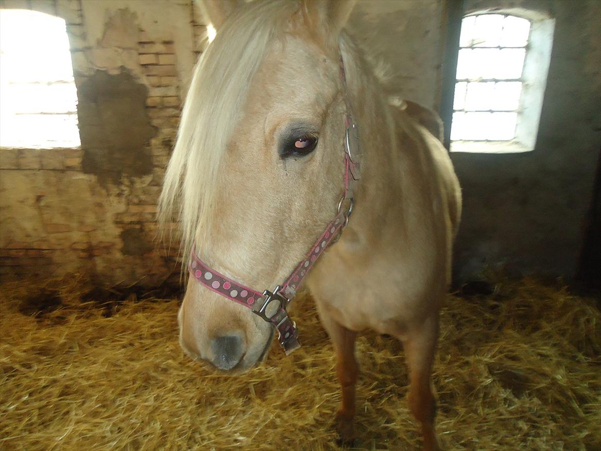 Anden særlig race Milana  - min lille prinsesse<3 billede 2