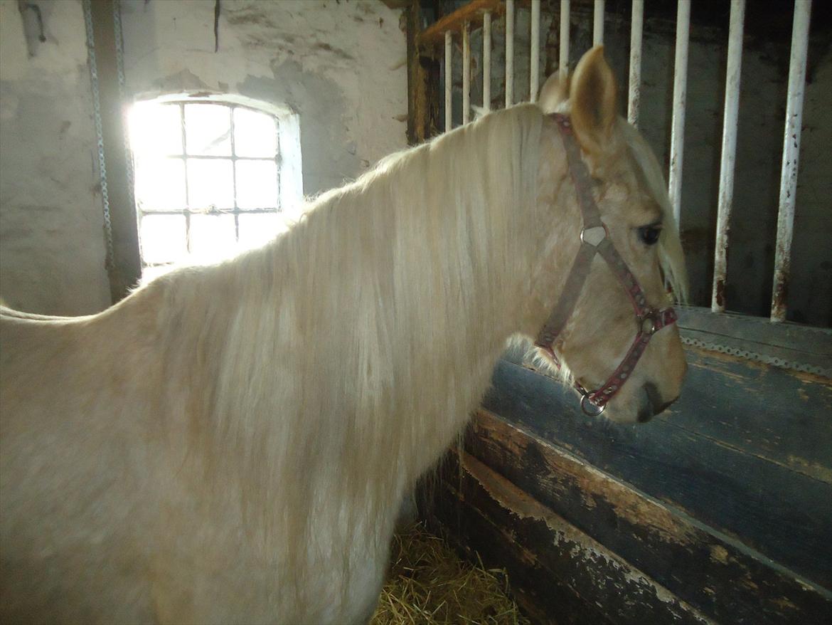 Anden særlig race Milana  billede 4