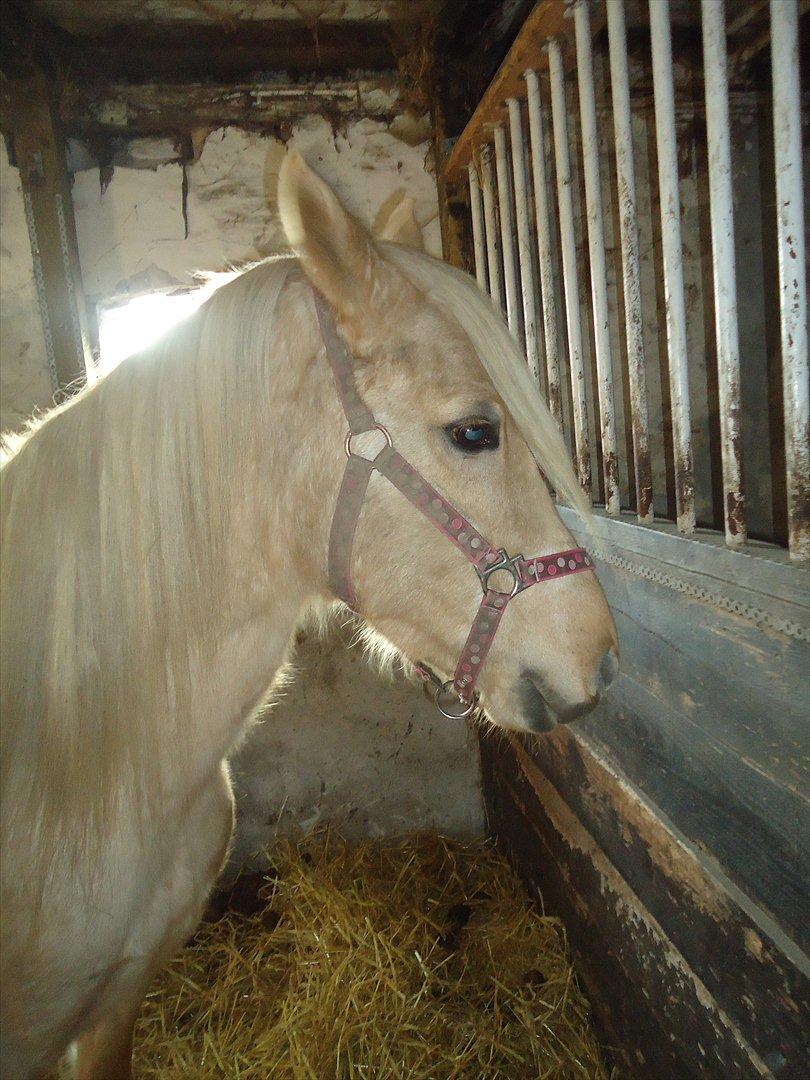 Anden særlig race Milana  billede 6