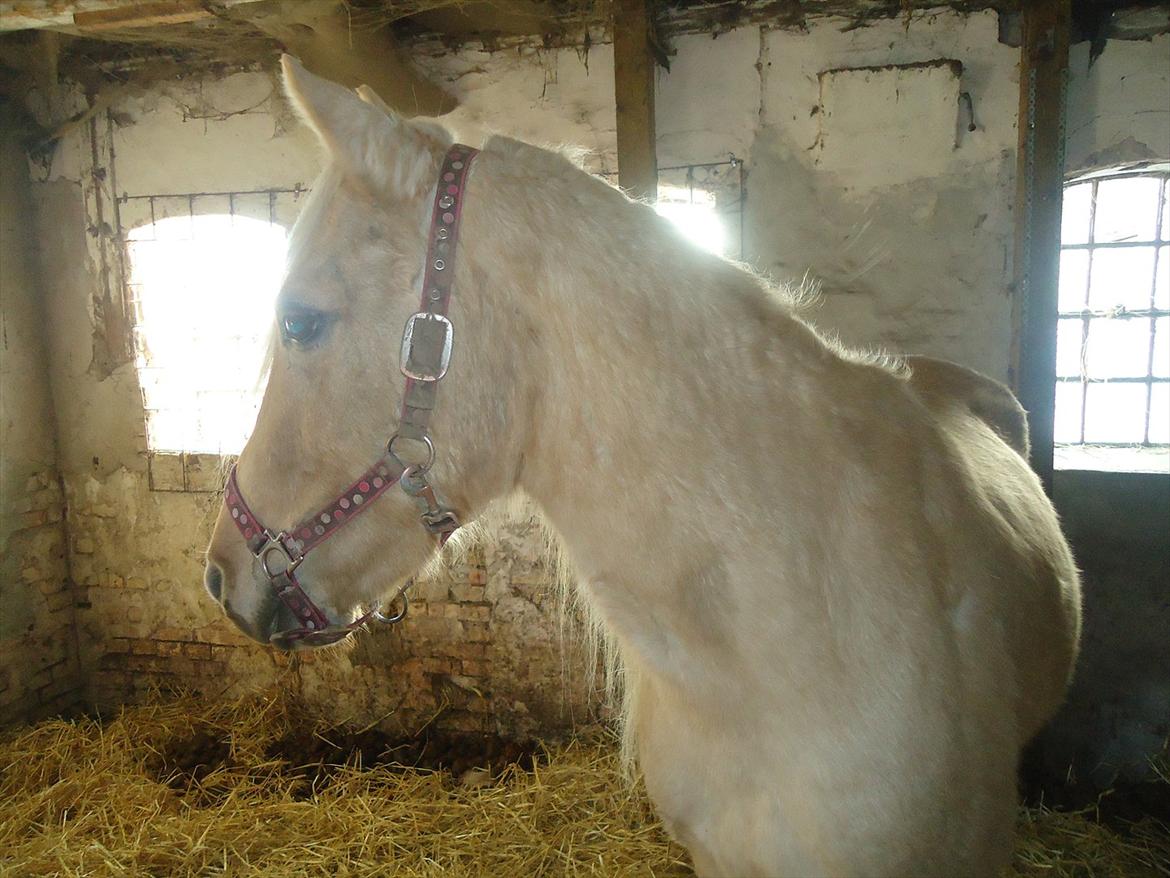 Anden særlig race Milana  billede 7