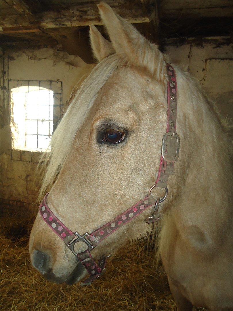 Anden særlig race Milana  billede 5