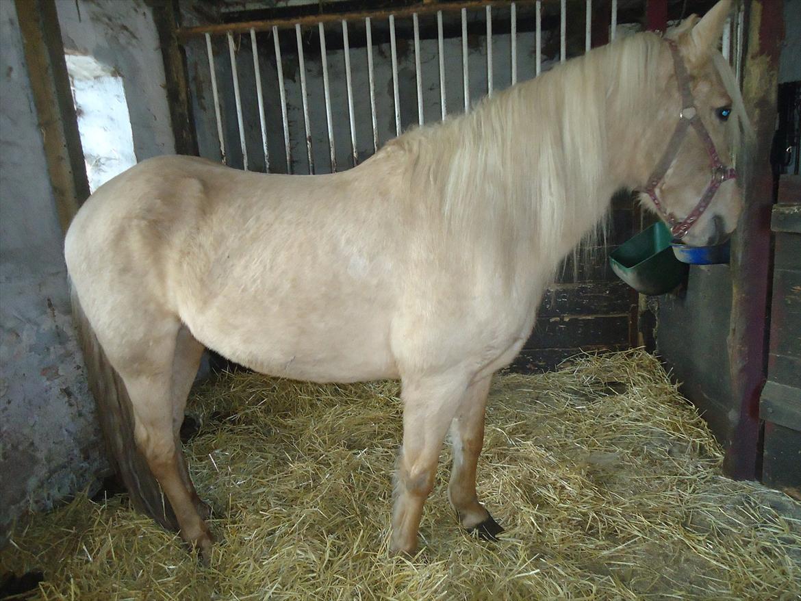 Anden særlig race Milana  billede 10