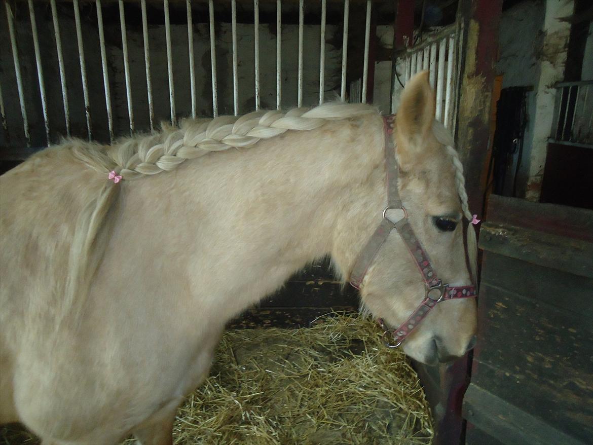 Anden særlig race Milana  - noget fint hår jeg fik lavet på hende :-) billede 11