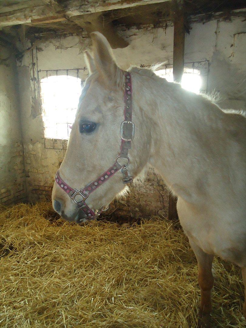 Anden særlig race Milana  billede 12