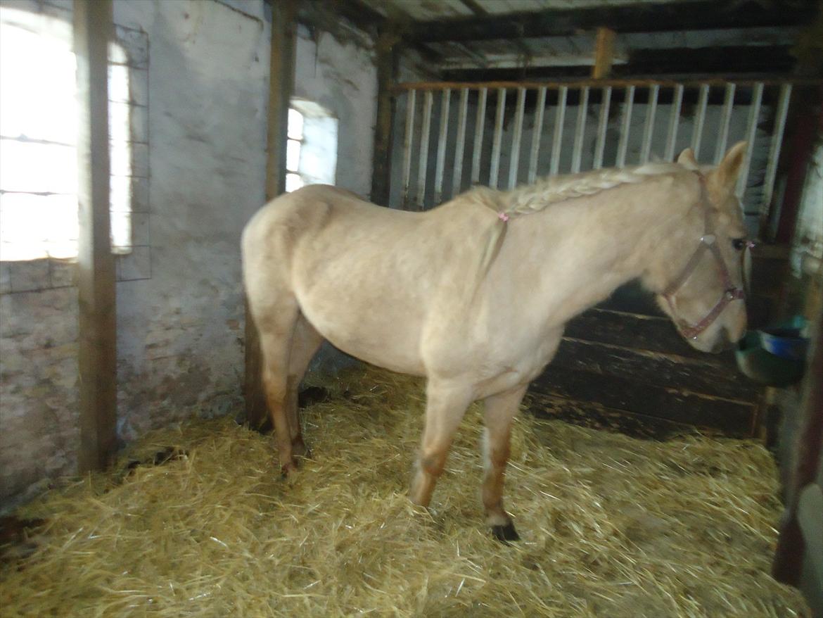 Anden særlig race Milana  billede 13