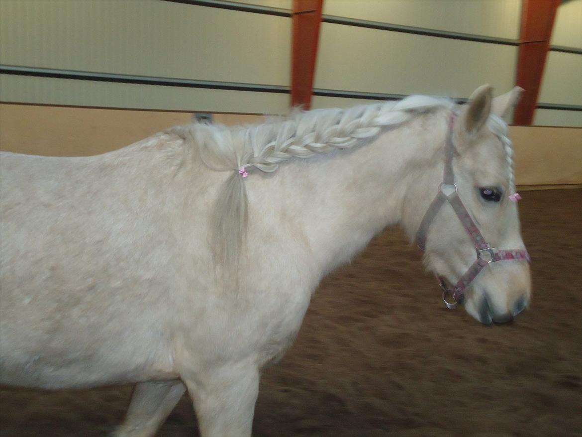 Anden særlig race Milana  billede 14