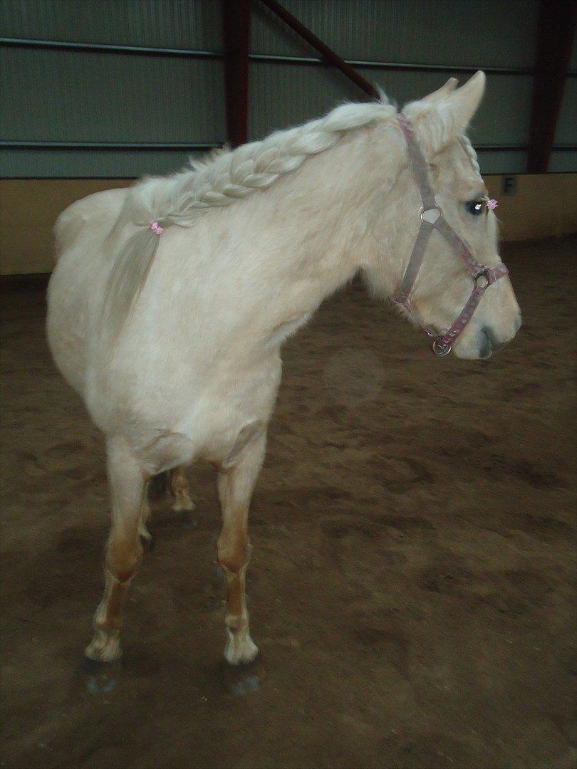 Anden særlig race Milana  billede 16