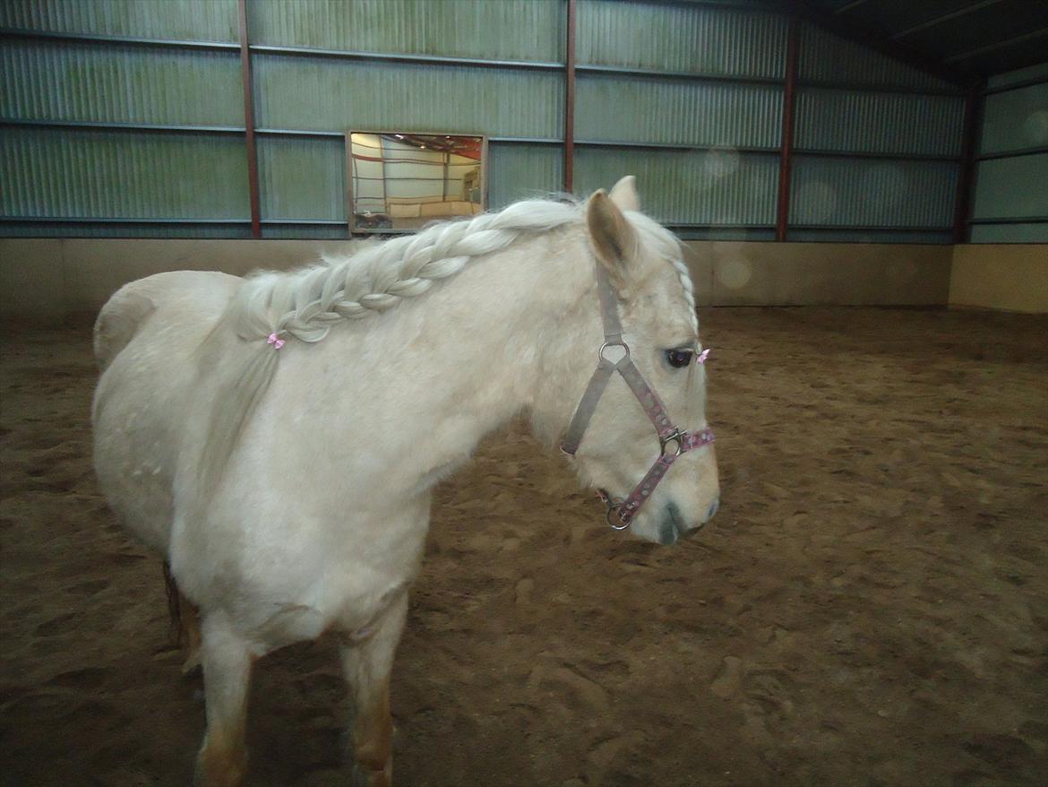 Anden særlig race Milana  billede 18