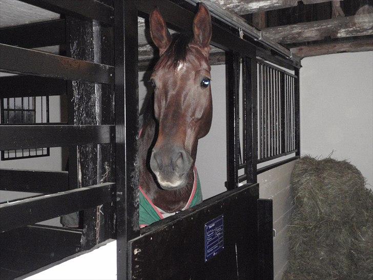 Hannoveraner Desiree billede 4