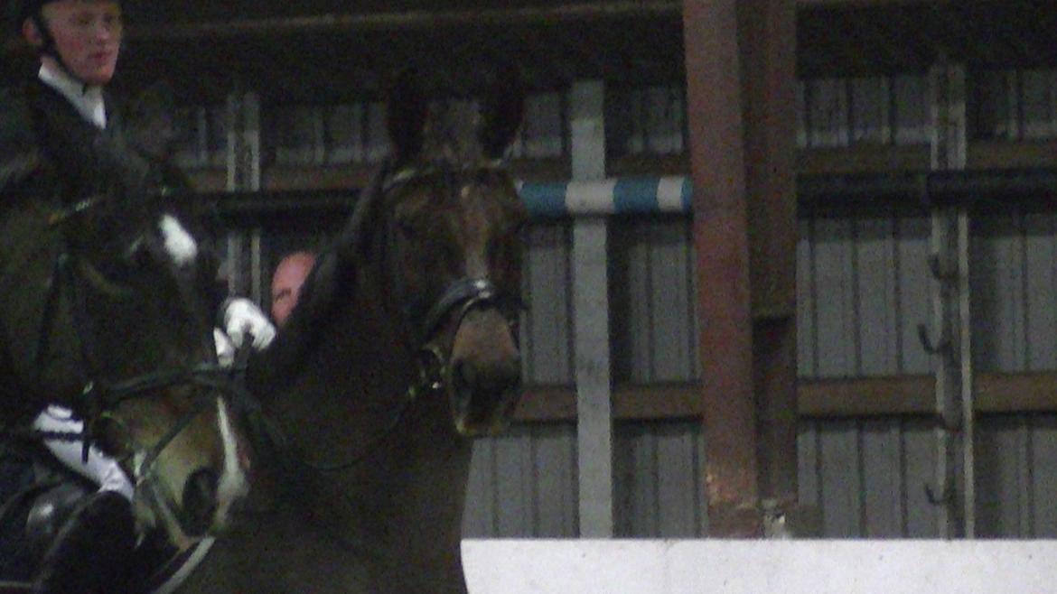 Hannoveraner Desiree billede 5