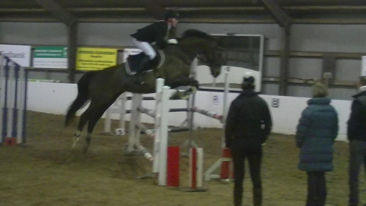 Hannoveraner Desiree - vores første stævne., LB1*( lidt slørede billede) billede 6