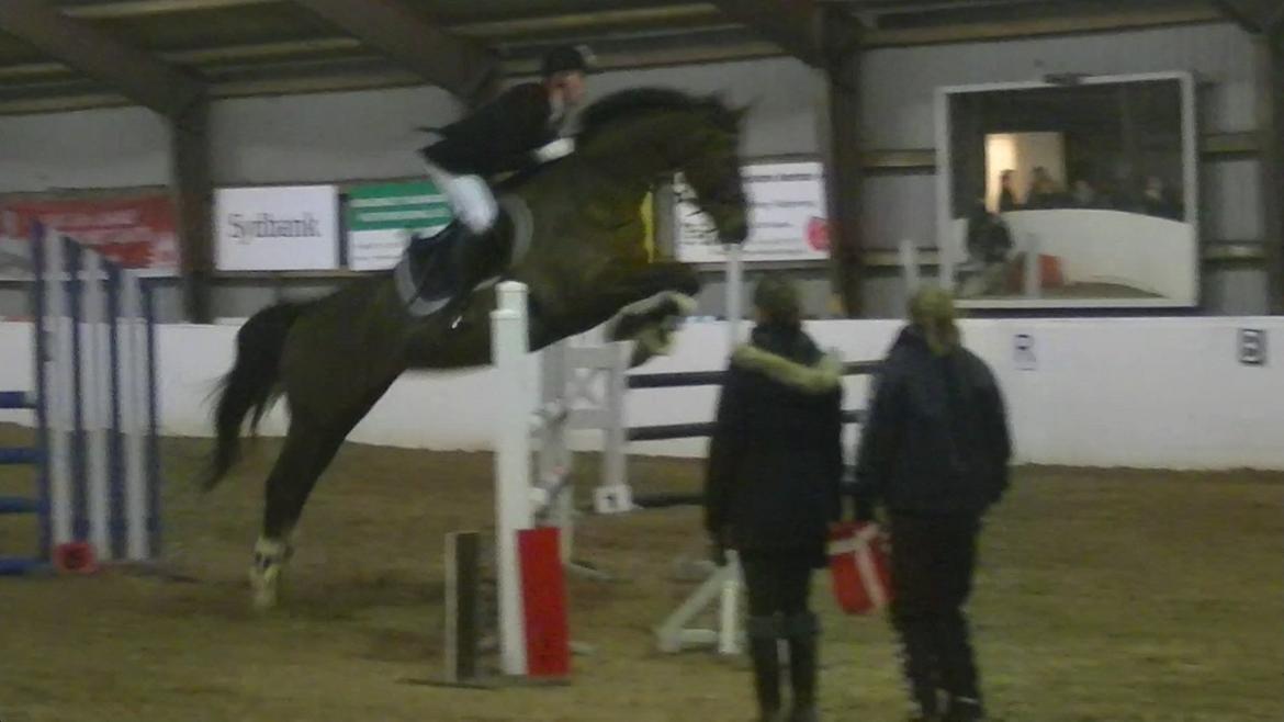 Hannoveraner Desiree billede 7