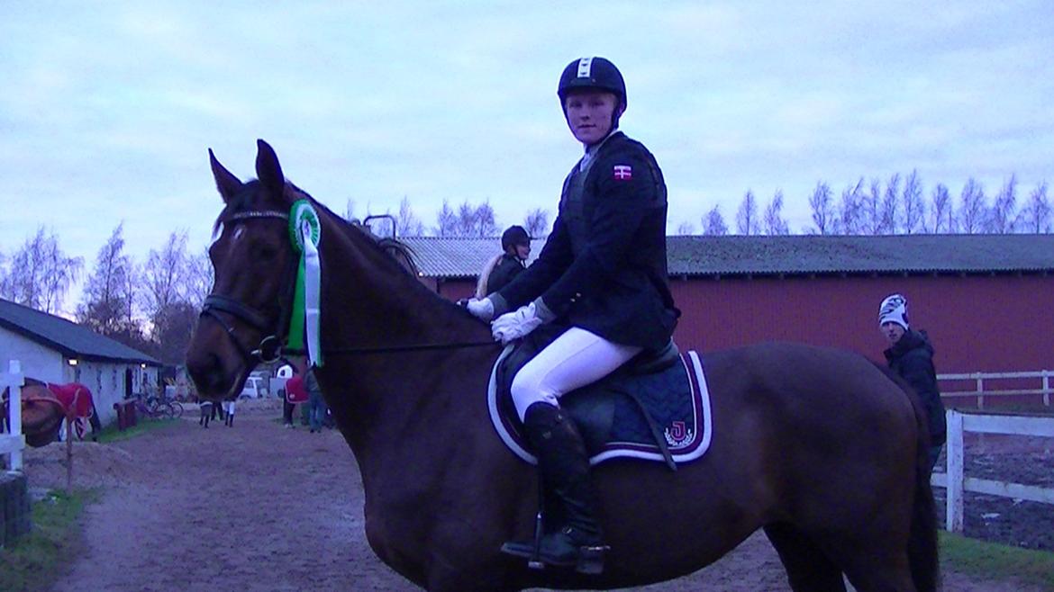 Hannoveraner Desiree billede 8