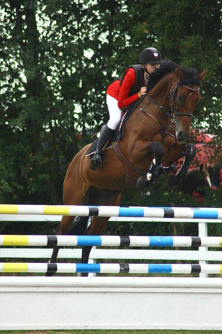 Dansk Varmblod Quatro - MB2** lands SPS 4 fejl super fin tur med alt for dejlige Quatro <33 billede 13