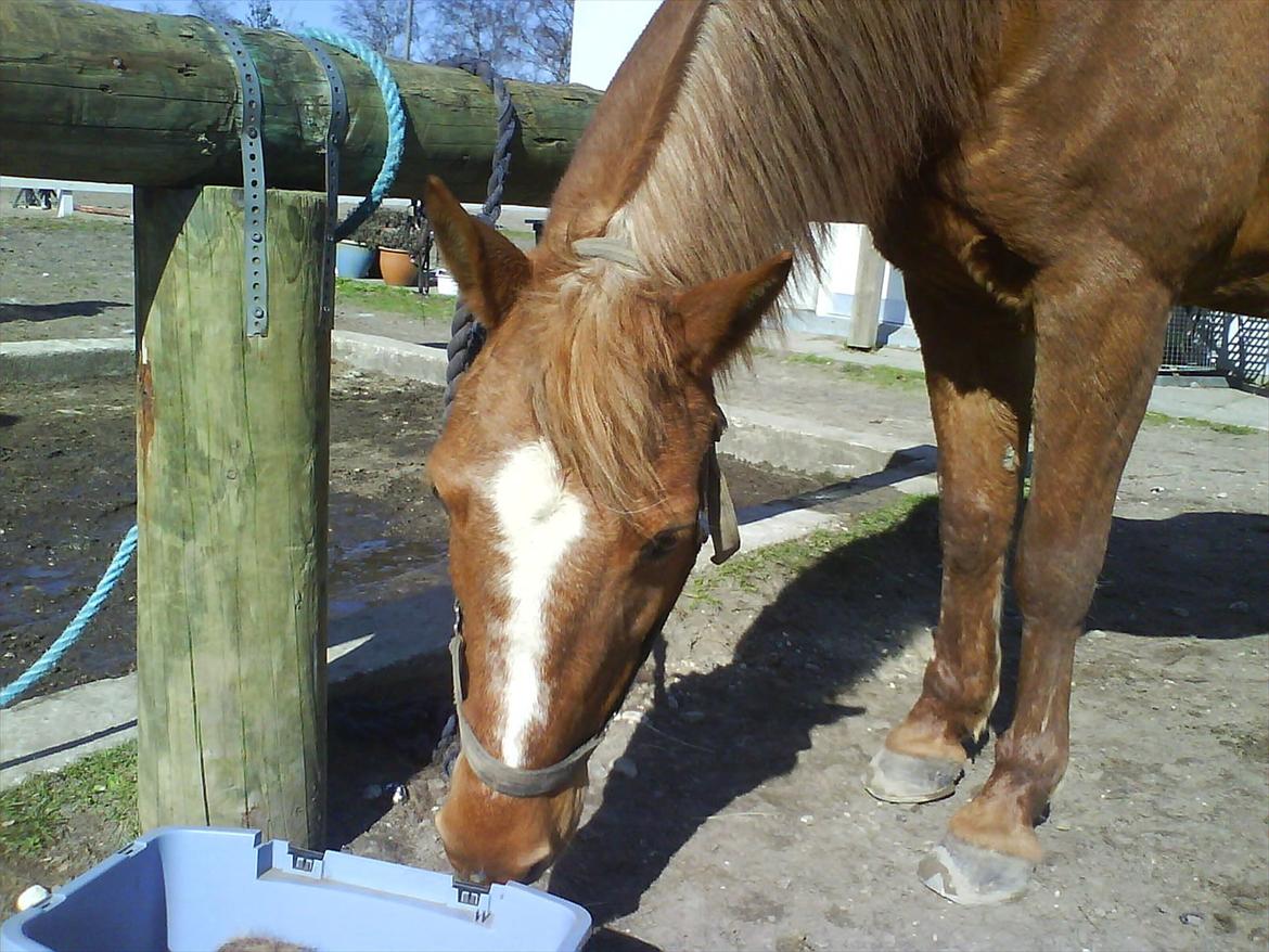 Anden særlig race Hur's Blundy *my soulmate* R.I.P - Striglekassen ser lækker ud;-P *foto Emma* billede 1