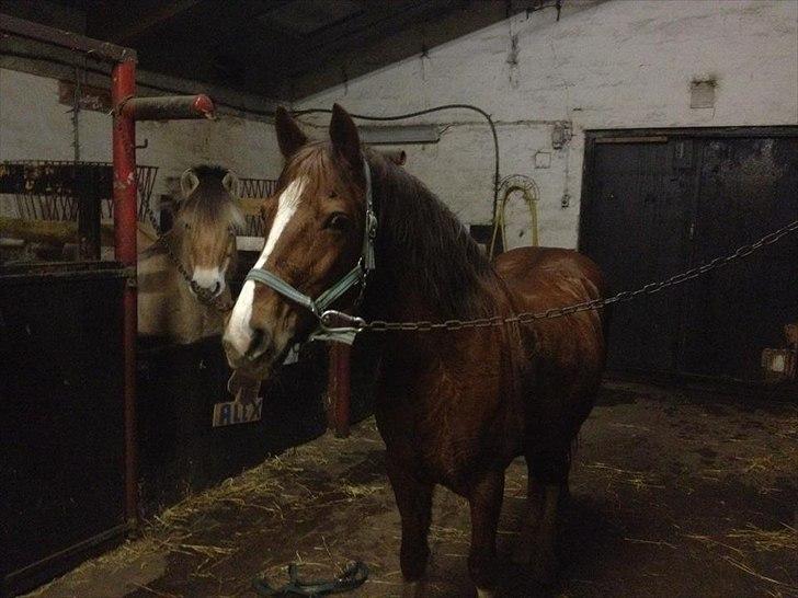 Anden særlig race Maggie<3 billede 8