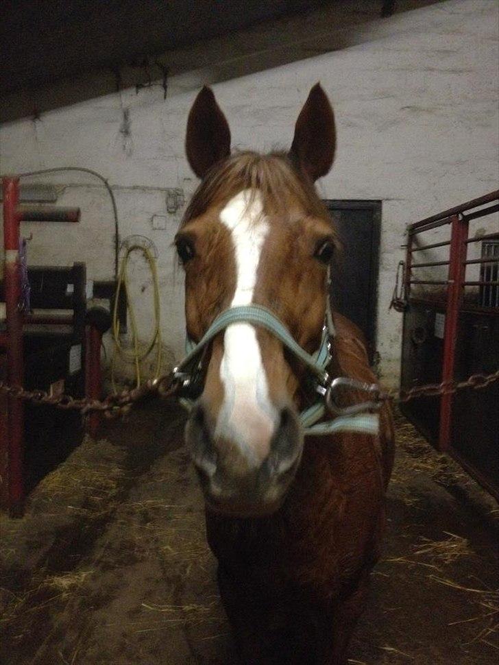 Anden særlig race Maggie<3 billede 10