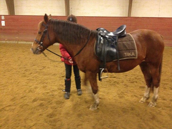 Anden særlig race Maggie<3 billede 13