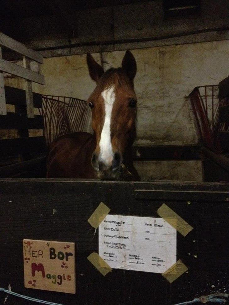 Anden særlig race Maggie<3 billede 16