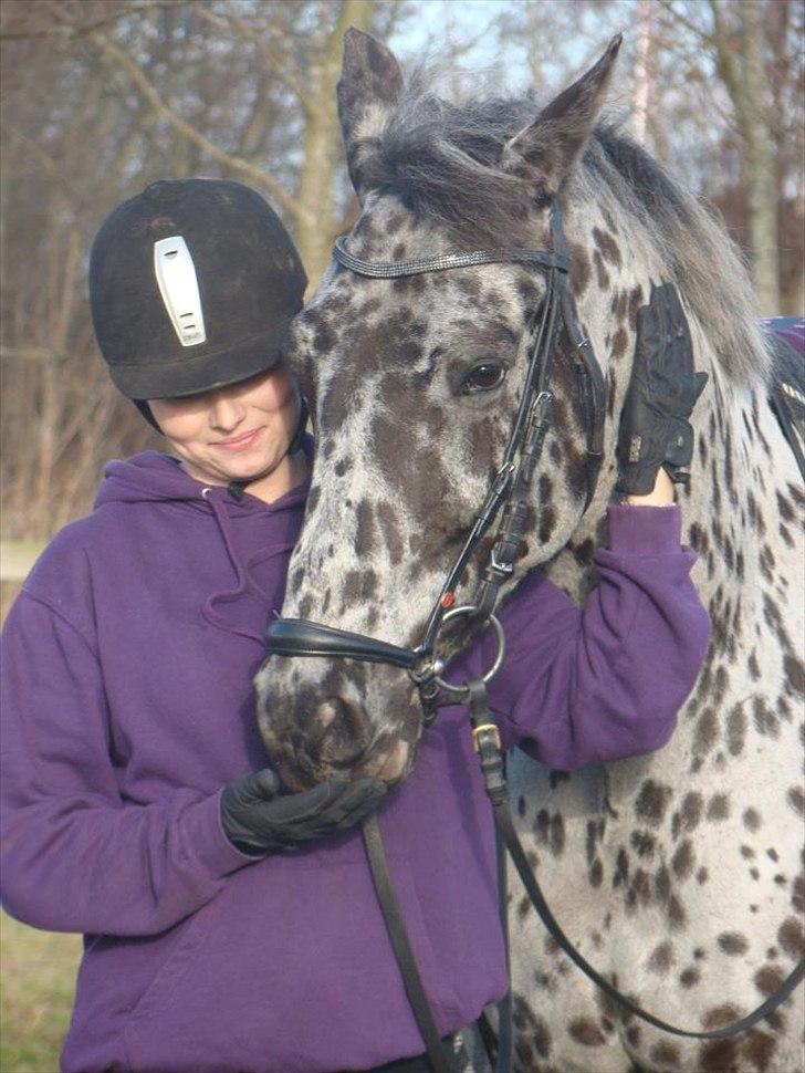 Knabstrupper P.T. Maximus - Min smukke Plet... 2012 billede 1