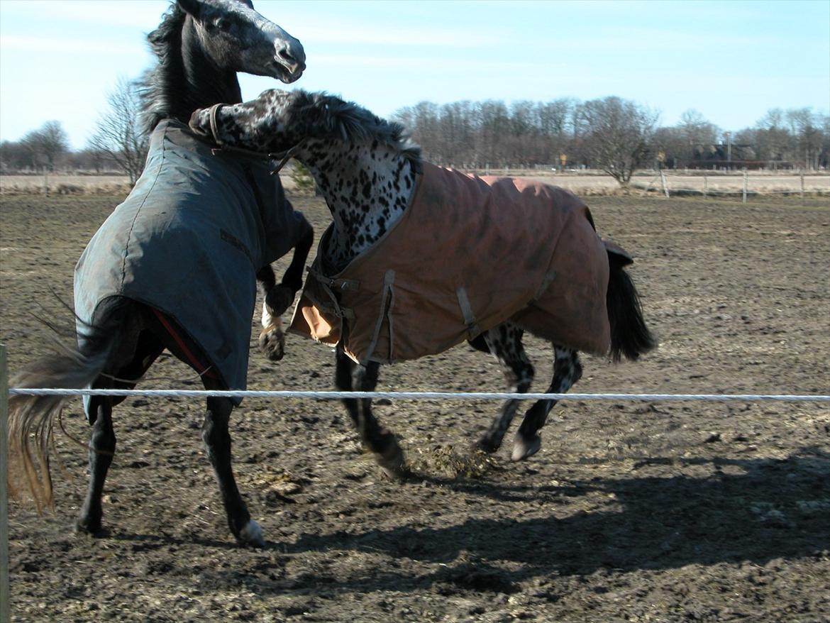 Knabstrupper P.T. Maximus - 2011 billede 2