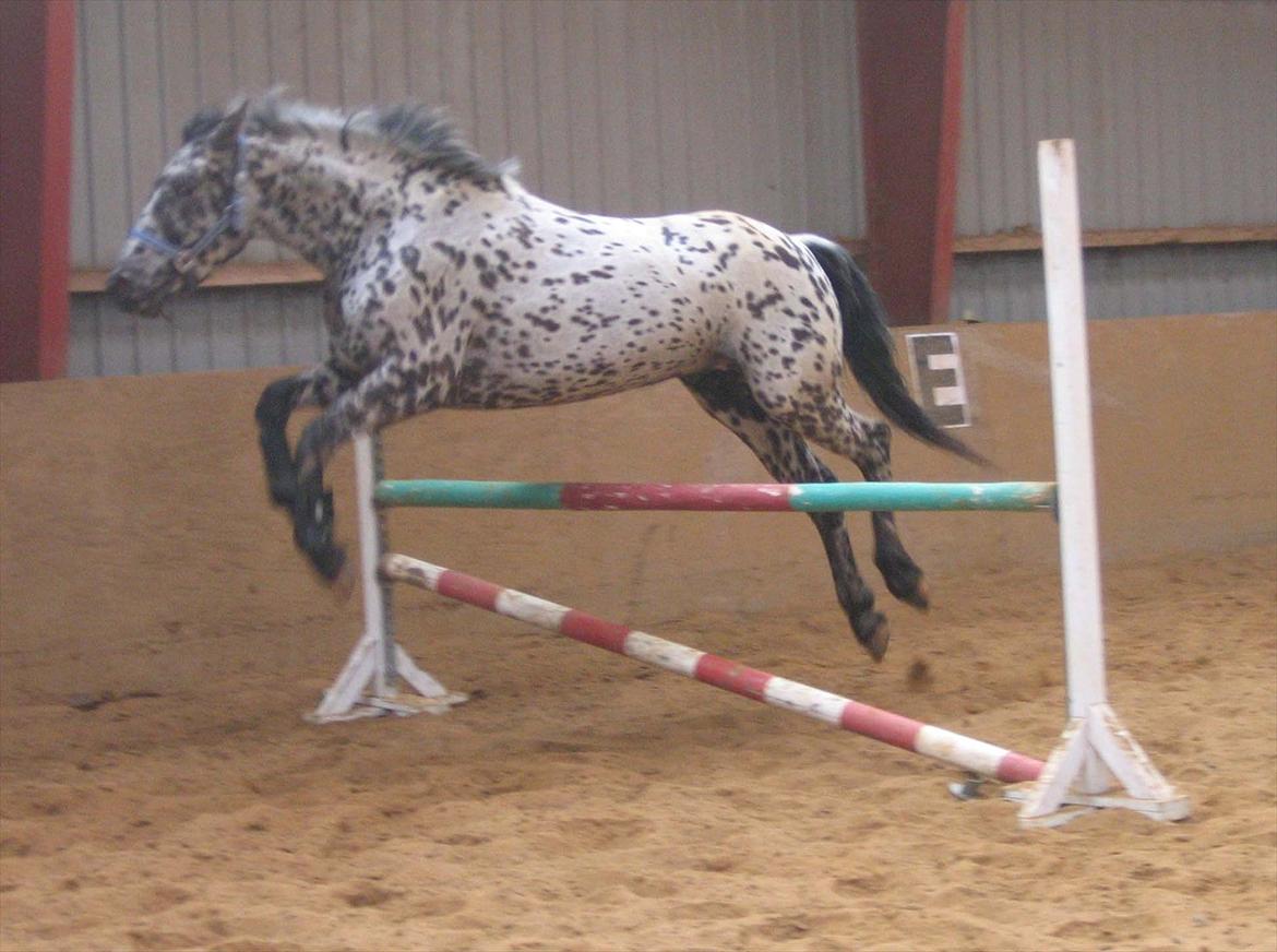 Knabstrupper P.T. Maximus - Spring dyret. billede 3