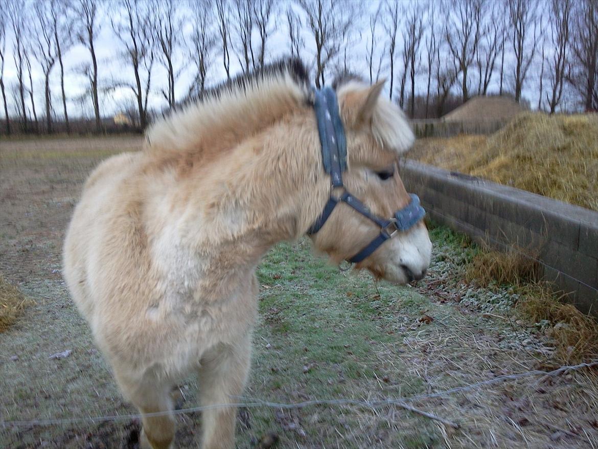 Fjordhest Hæstrups julius billede 4