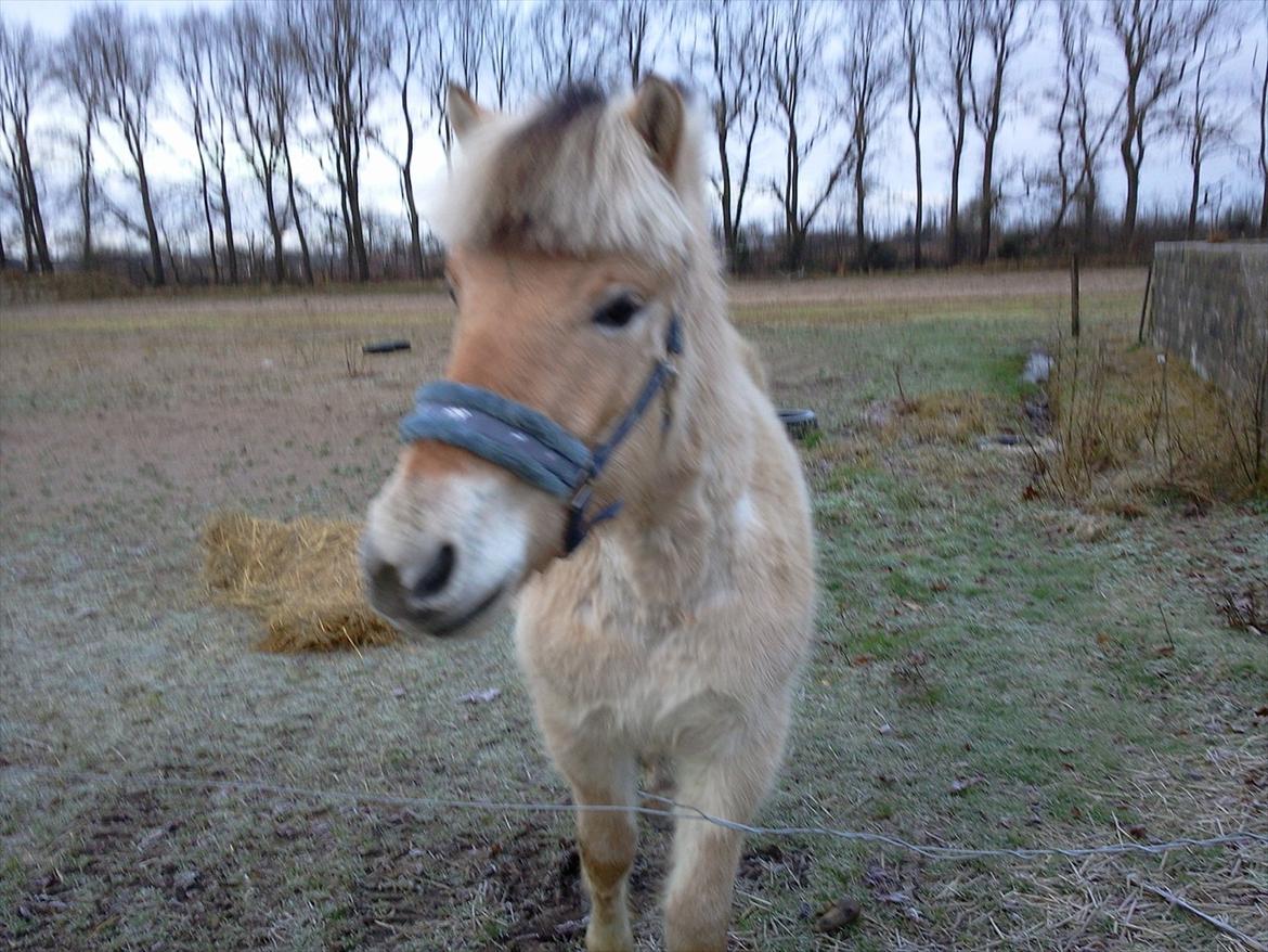 Fjordhest Hæstrups julius billede 5