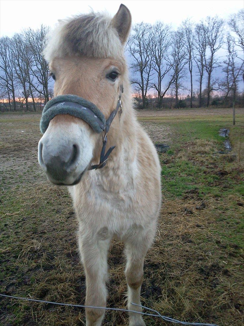 Fjordhest Hæstrups julius billede 2