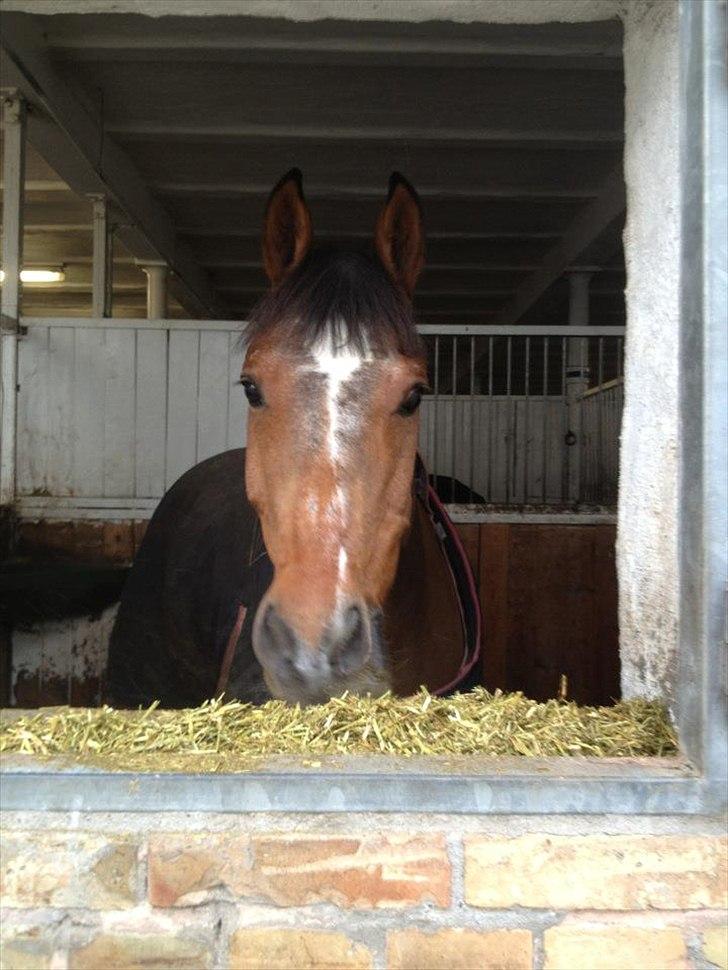 Tysk Sportspony Neon 9 - Stjernen lyder livet da <3 billede 8