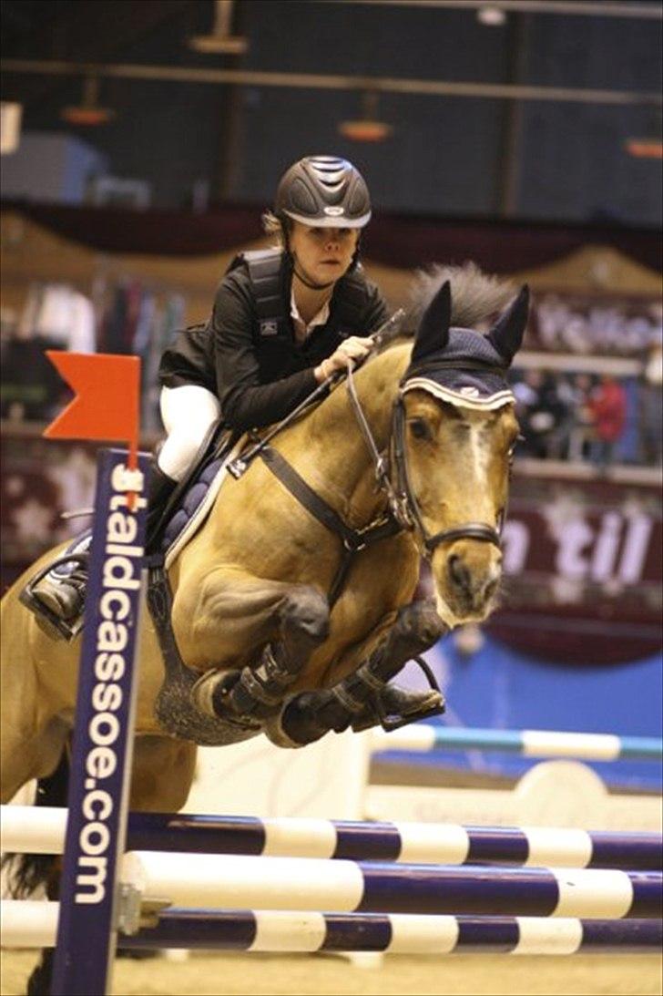 Tysk Sportspony Neon 9 - Med gamle ejere i S<3 billede 5