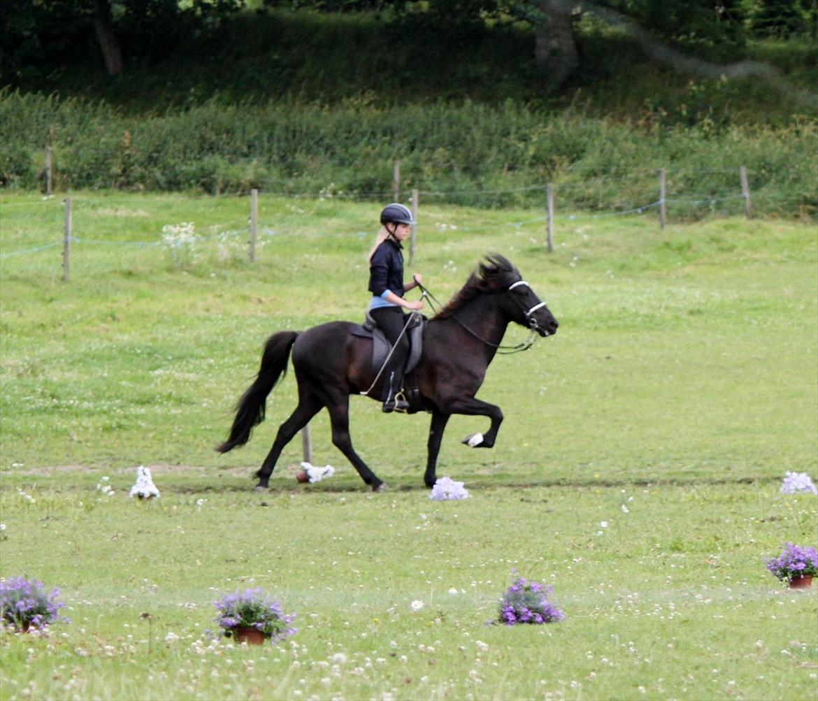 Islænder Ganti fra Døesbæk - Ganti for løse tøjler. ♥ 
- sommer 2011. billede 17