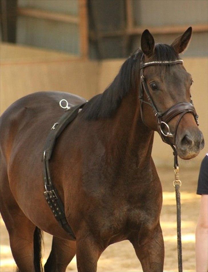 Trakehner Miss Behaven Birkedommergård SOLGT billede 3