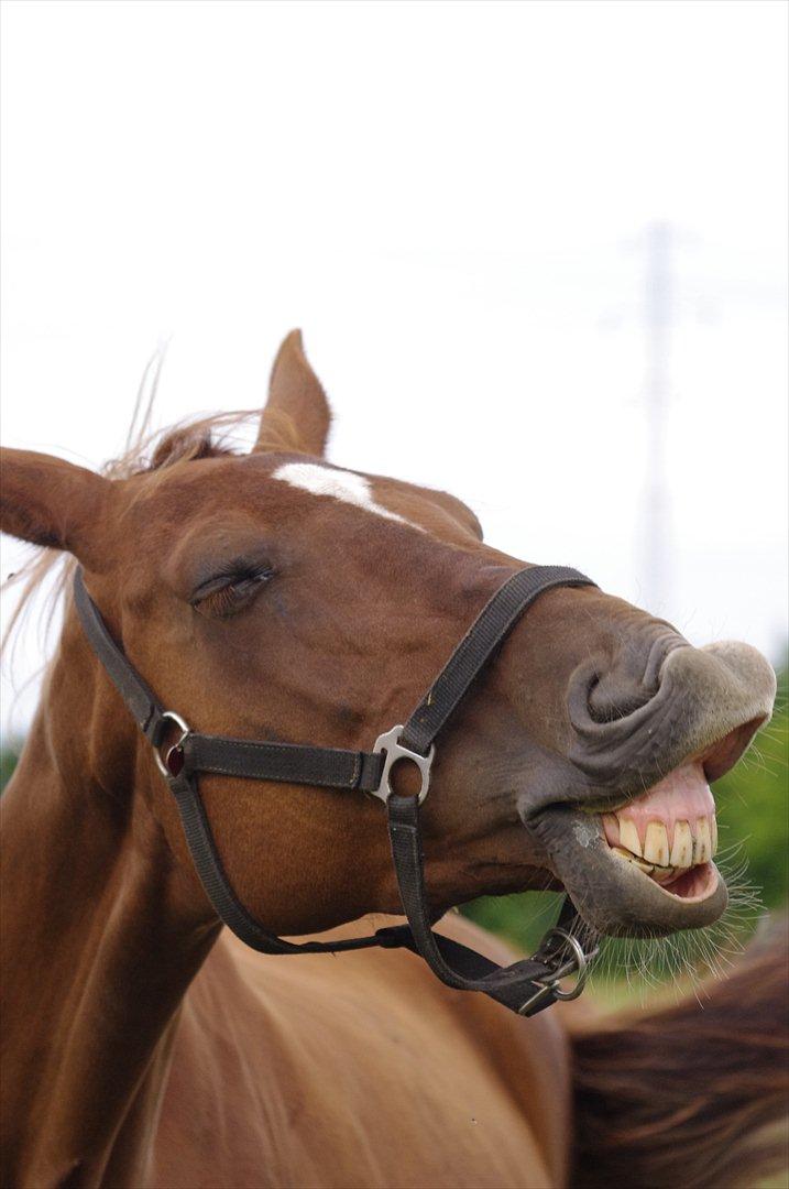 Dansk Varmblod La Rouge H (Røde) billede 1