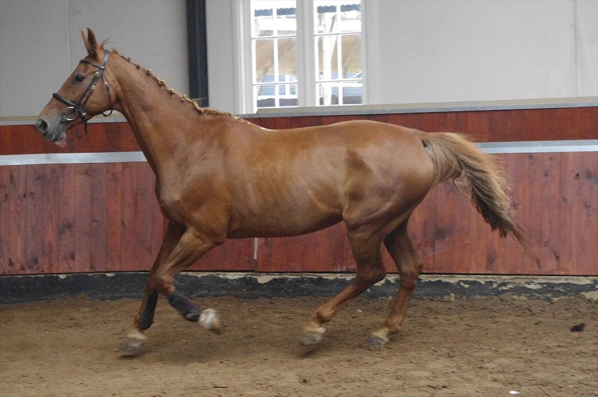 Dansk Varmblod La Rouge H (Røde) billede 2