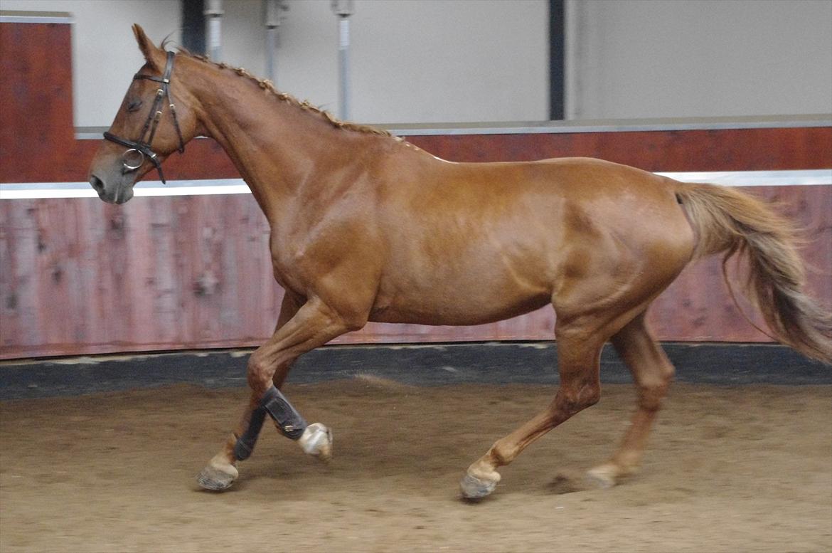 Dansk Varmblod La Rouge H (Røde) billede 3