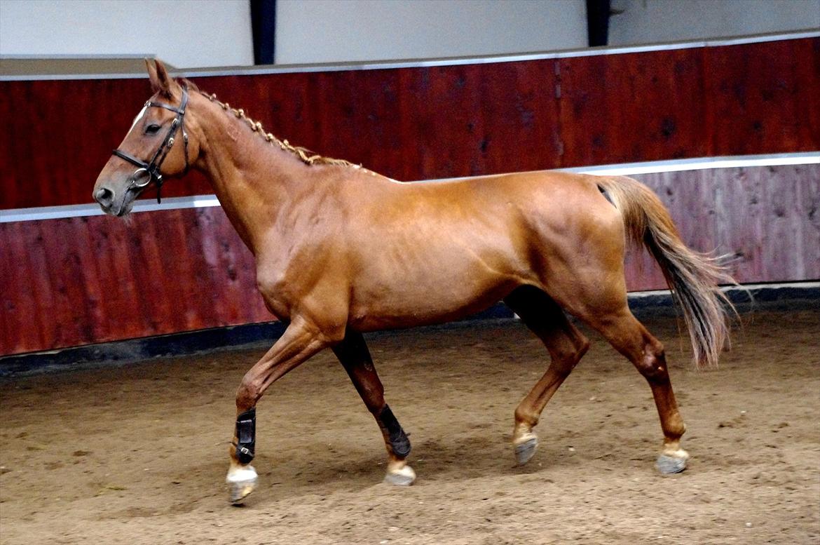 Dansk Varmblod La Rouge H (Røde) billede 4