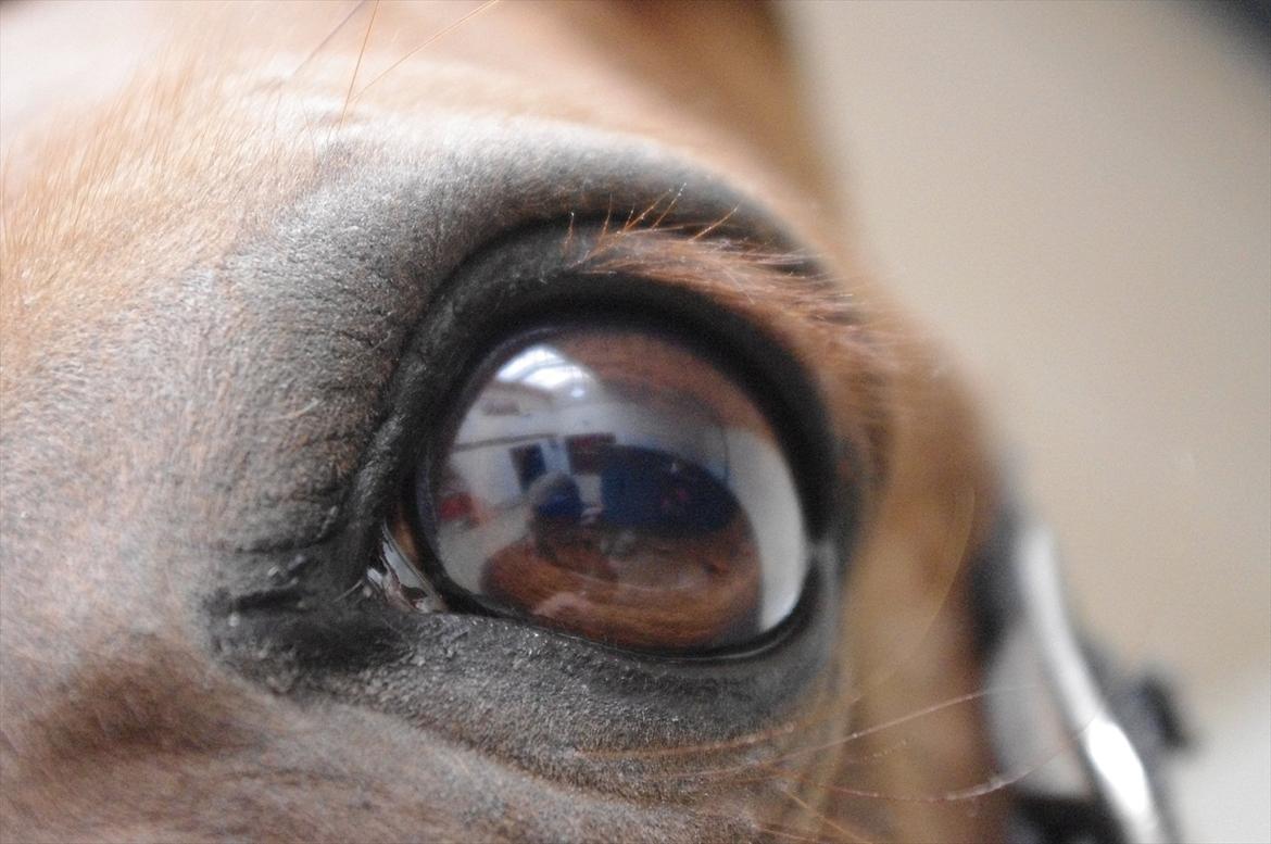 Dansk Varmblod La Rouge H (Røde) billede 5