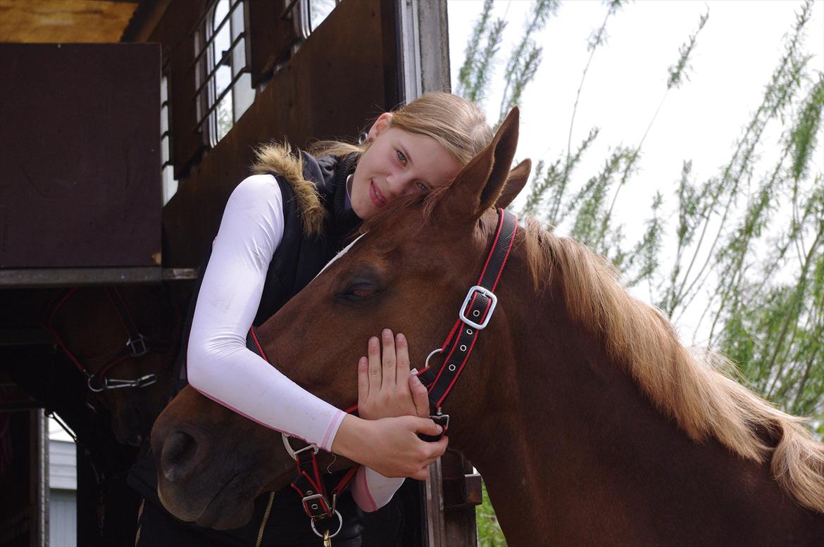 Dansk Varmblod La Rouge H (Røde) billede 6