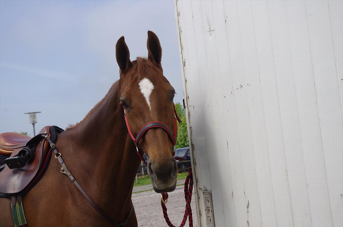 Dansk Varmblod La Rouge H (Røde) billede 7