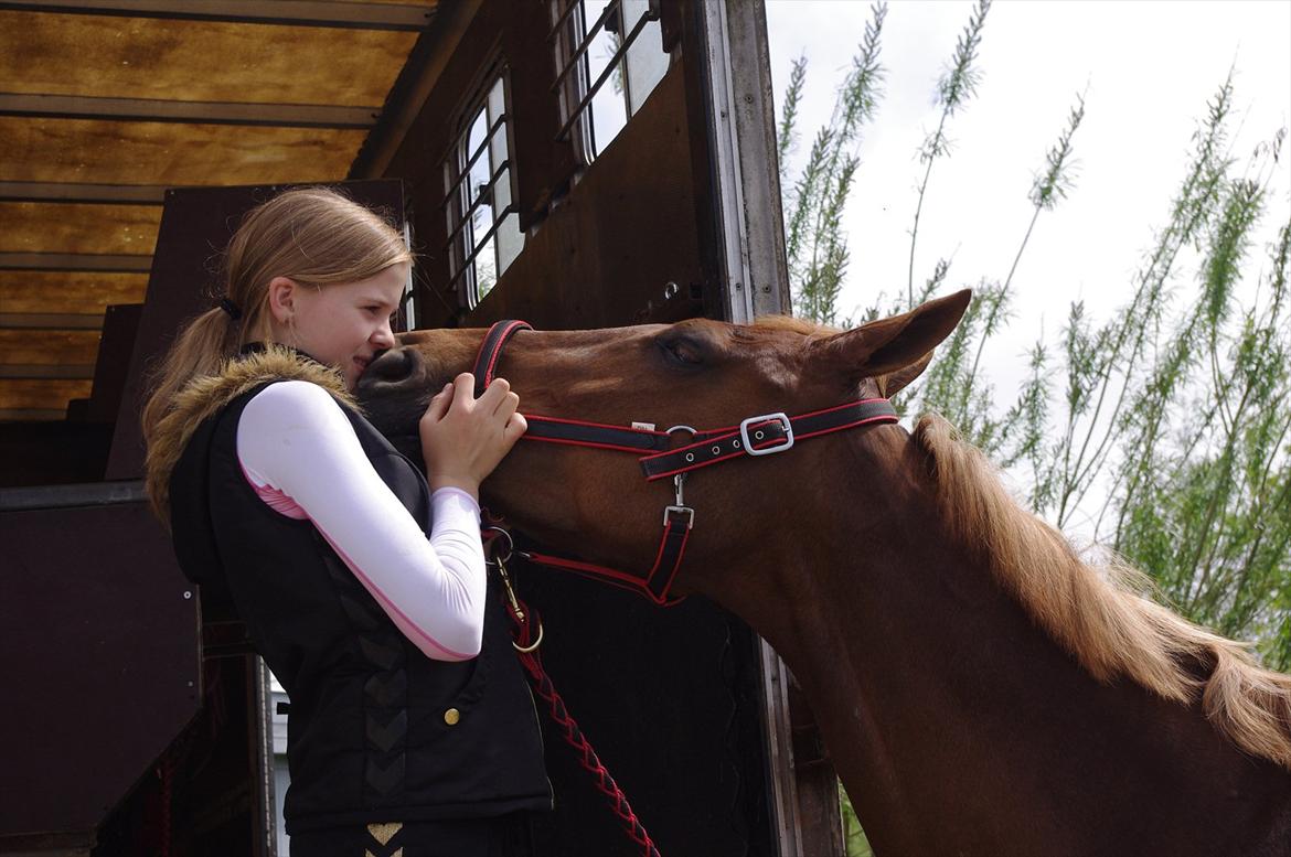 Dansk Varmblod La Rouge H (Røde) billede 8