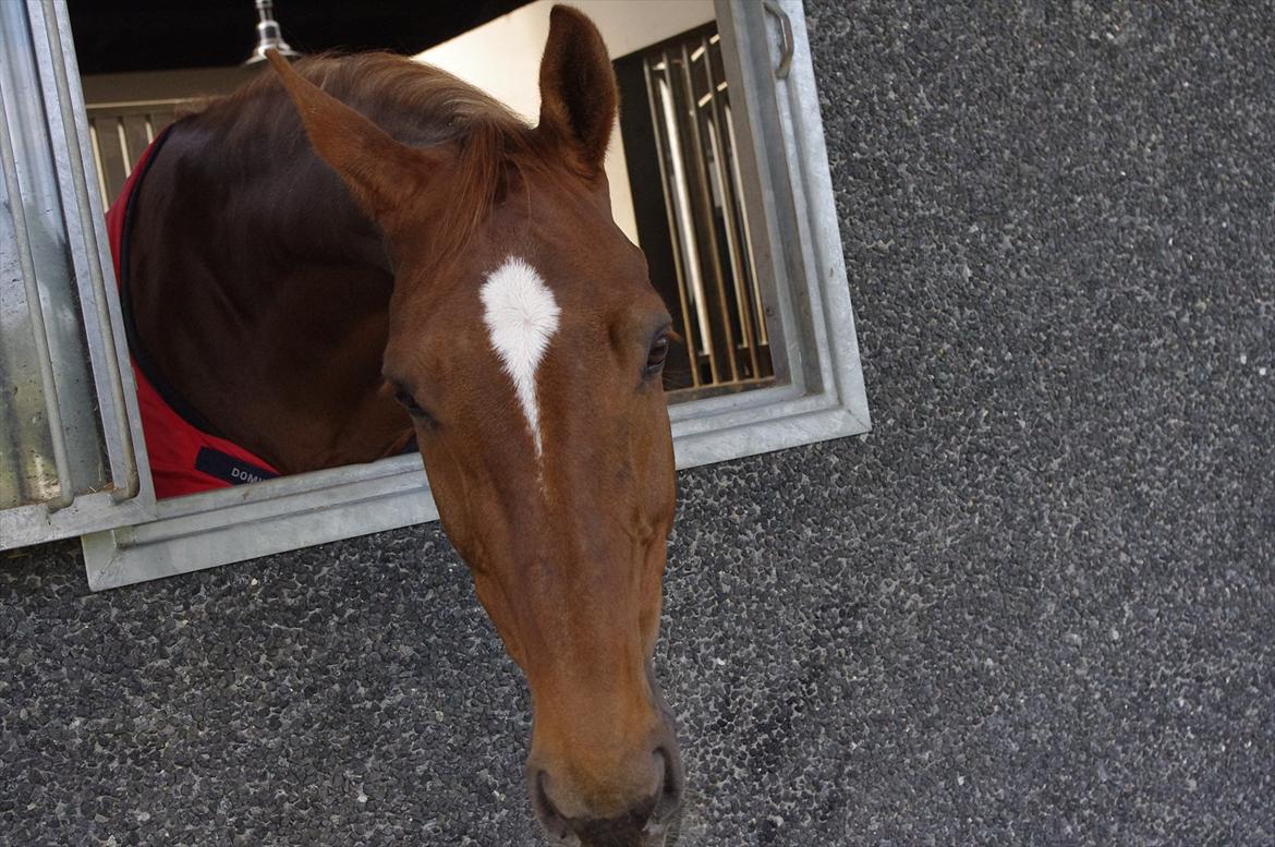 Dansk Varmblod La Rouge H (Røde) billede 9