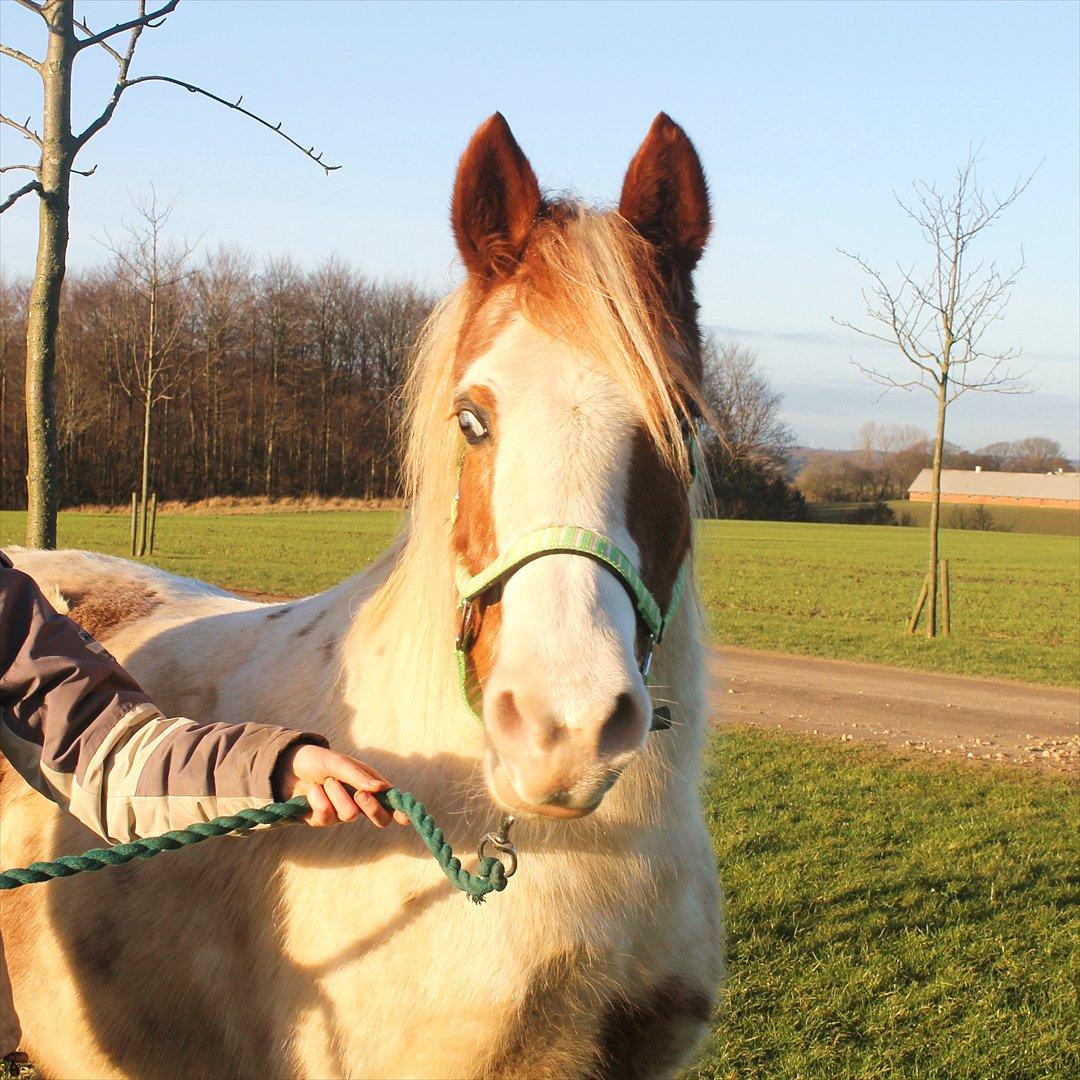 Pinto Molly - Ude og gå tur (: Foto Julie K. billede 7